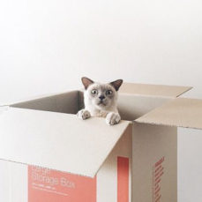 Why are cats so fascinated with boxes?
