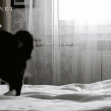 CCM: The Funniest Cat Gifs On The Interwebs cat playing with blanket