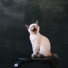 7 Things Your Cat Is Trying To Tell You: How To Decode Cat Sounds