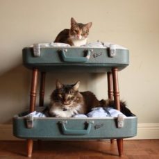 How To Travel (Or Move!) With Your Cats