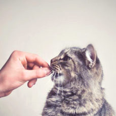 Cat Treats: What To Indulge, What To Avoid