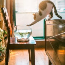cat getting into fishbowl